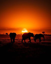 This is a cinematic style creative light art piece depicting elephants walking across a field at sunset. The artwork masterfu