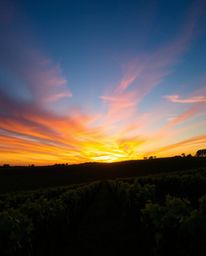 Behold a vibrant sunset casting its glow over rolling vineyard rows, uniquely bathed in a cool-toned palette of blues, greens