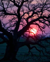 A photograph captures a stunning sunset behind an old oak tree with twisted branches, utilizing a cool color palette of blues