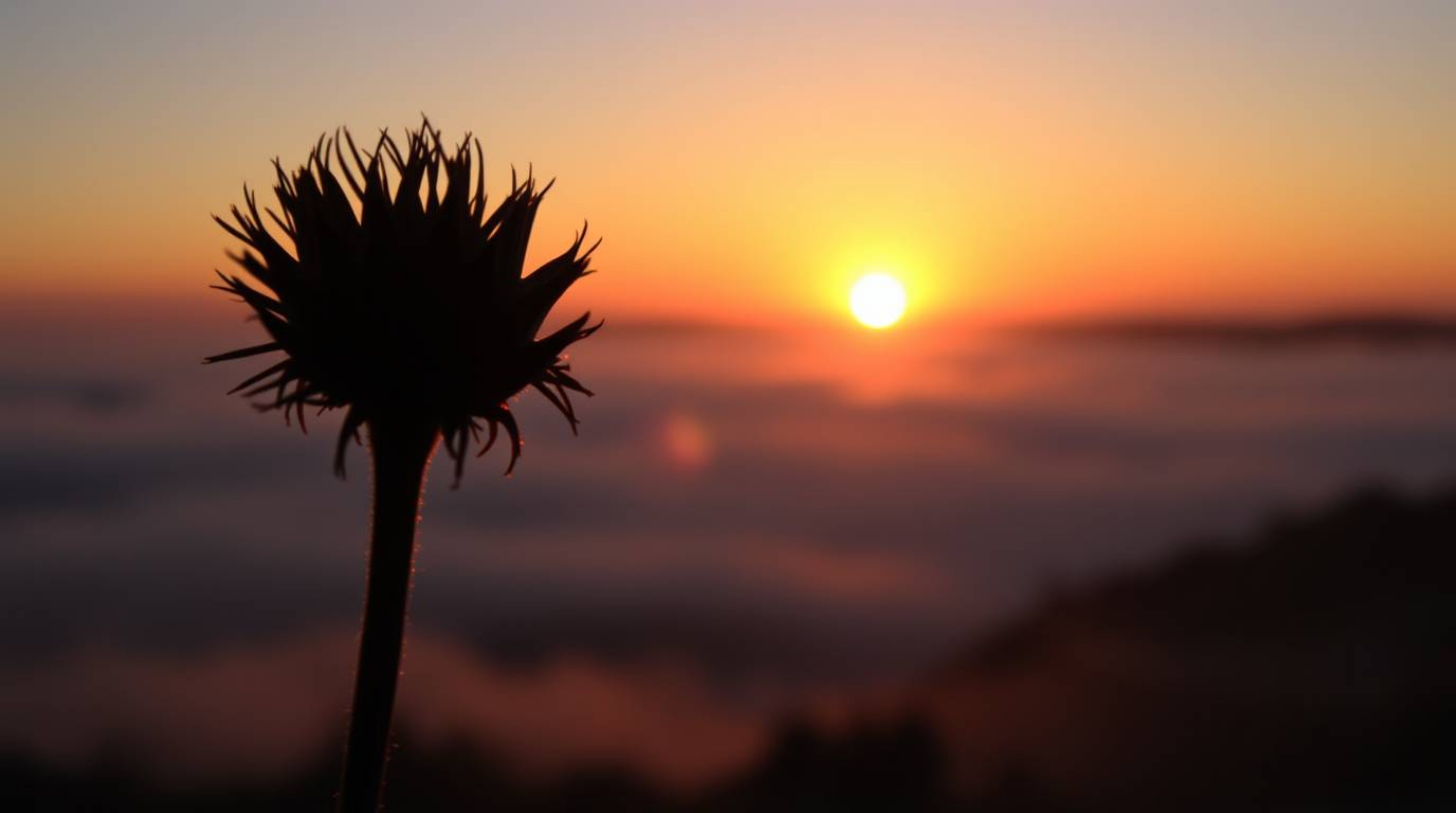 Experience the breathtaking beauty of an extreme macro close-up shot.  A silhouetted subject is dramatically highlighted agai