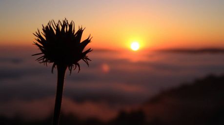 Experience the breathtaking beauty of an extreme macro close-up shot.  A silhouetted subject is dramatically highlighted agai