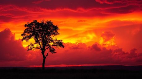 A captivating image of a lone tree silhouetted against a vibrant, fiery sunset.  The intense colors and stormy skies create a