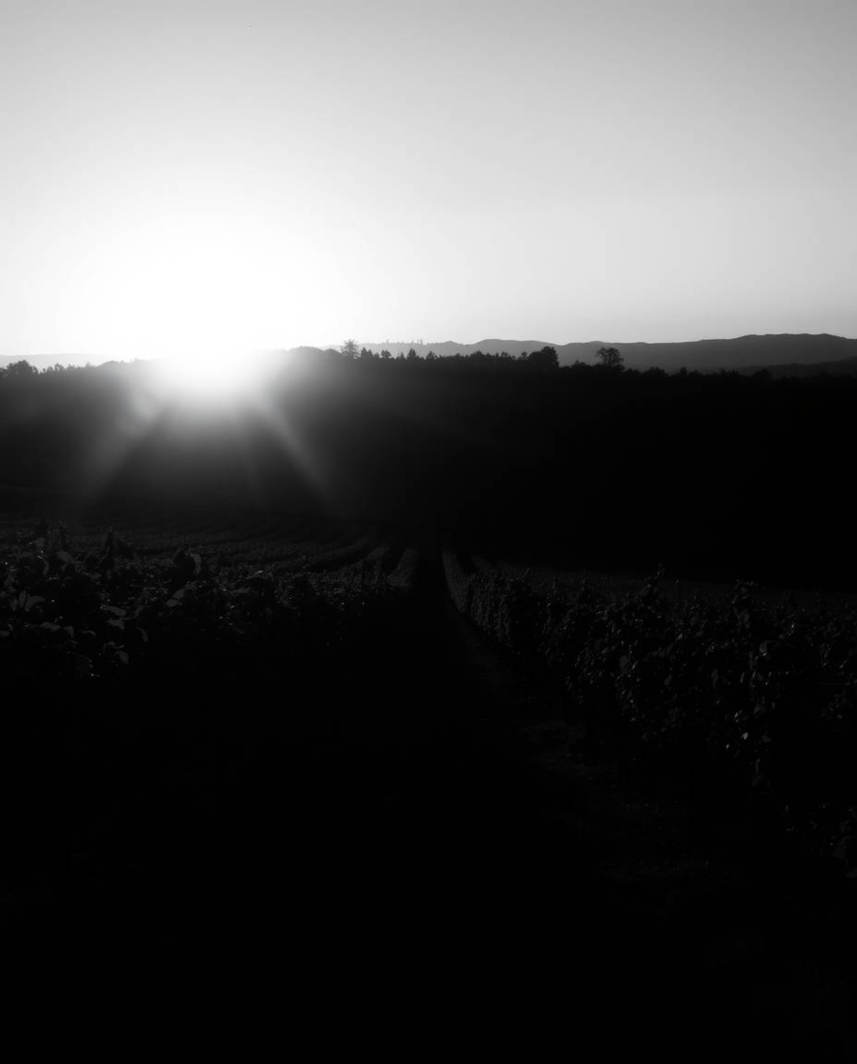 A timeless and elegant black and white photograph captures a sunset over a vineyard, featuring gently contrasting light and s