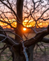 An extreme macro close-up photograph showcasing a sunset behind an old oak tree with twisted branches. The image features vib