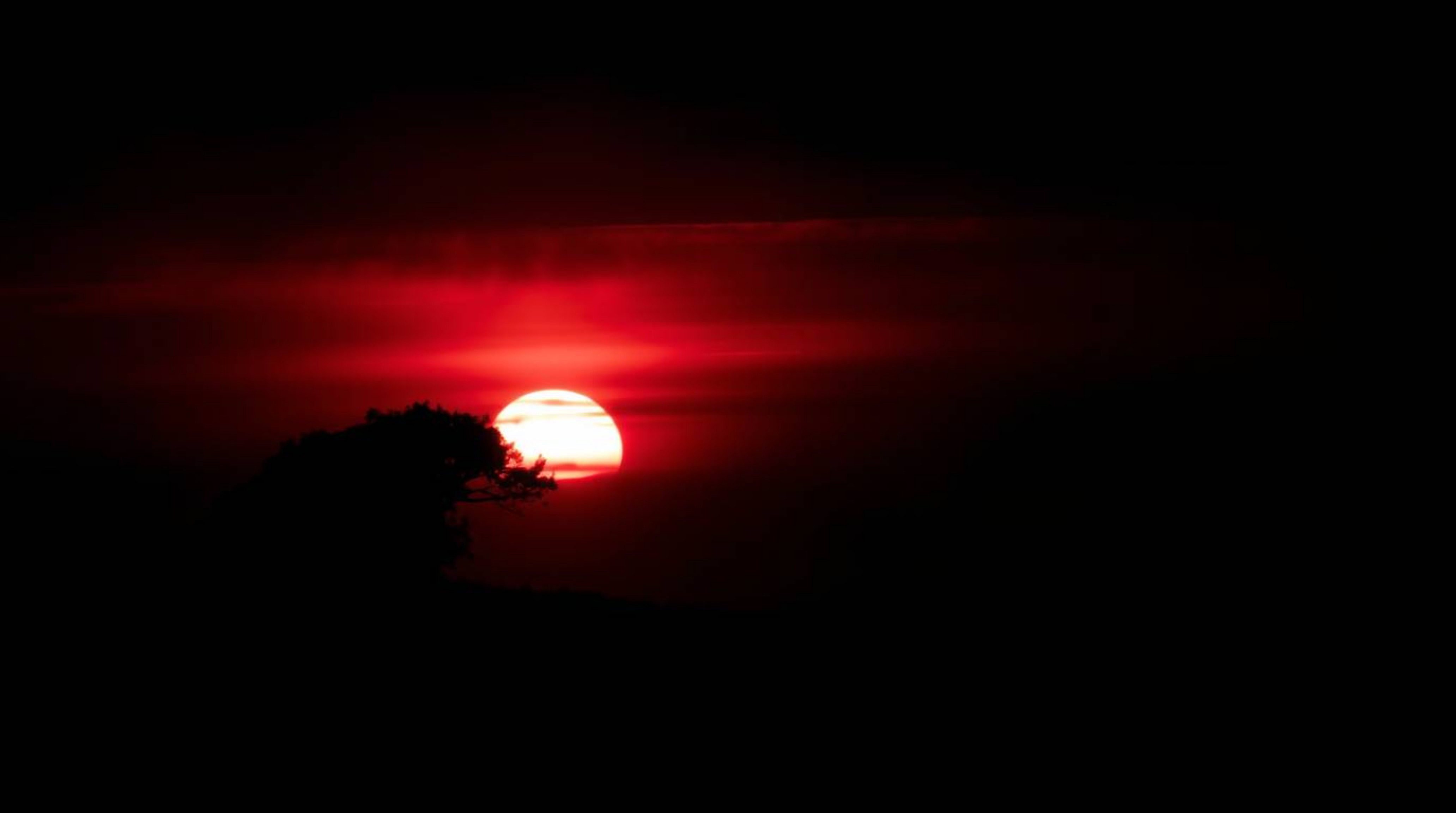 A captivating monochrome photograph depicts a lone tree silhouetted against a vibrant fiery sunset.  The hilltop setting crea