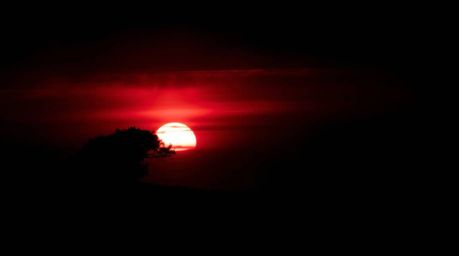 A captivating monochrome photograph depicts a lone tree silhouetted against a vibrant fiery sunset.  The hilltop setting crea