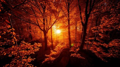 Capture the breathtaking beauty of an autumn forest bathed in the golden glow of a sunset from a high angle perspective.  Ill