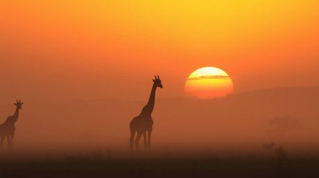 Experience the captivating beauty of a sunset savanna scene featuring silhouetted giraffes against a backdrop of low visibili