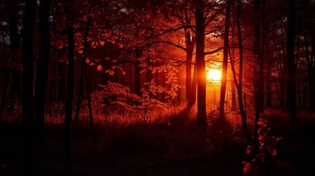 Experience the magic of an autumn forest bathed in the golden light of sunset. A unique bioluminescent glow accentuates the s