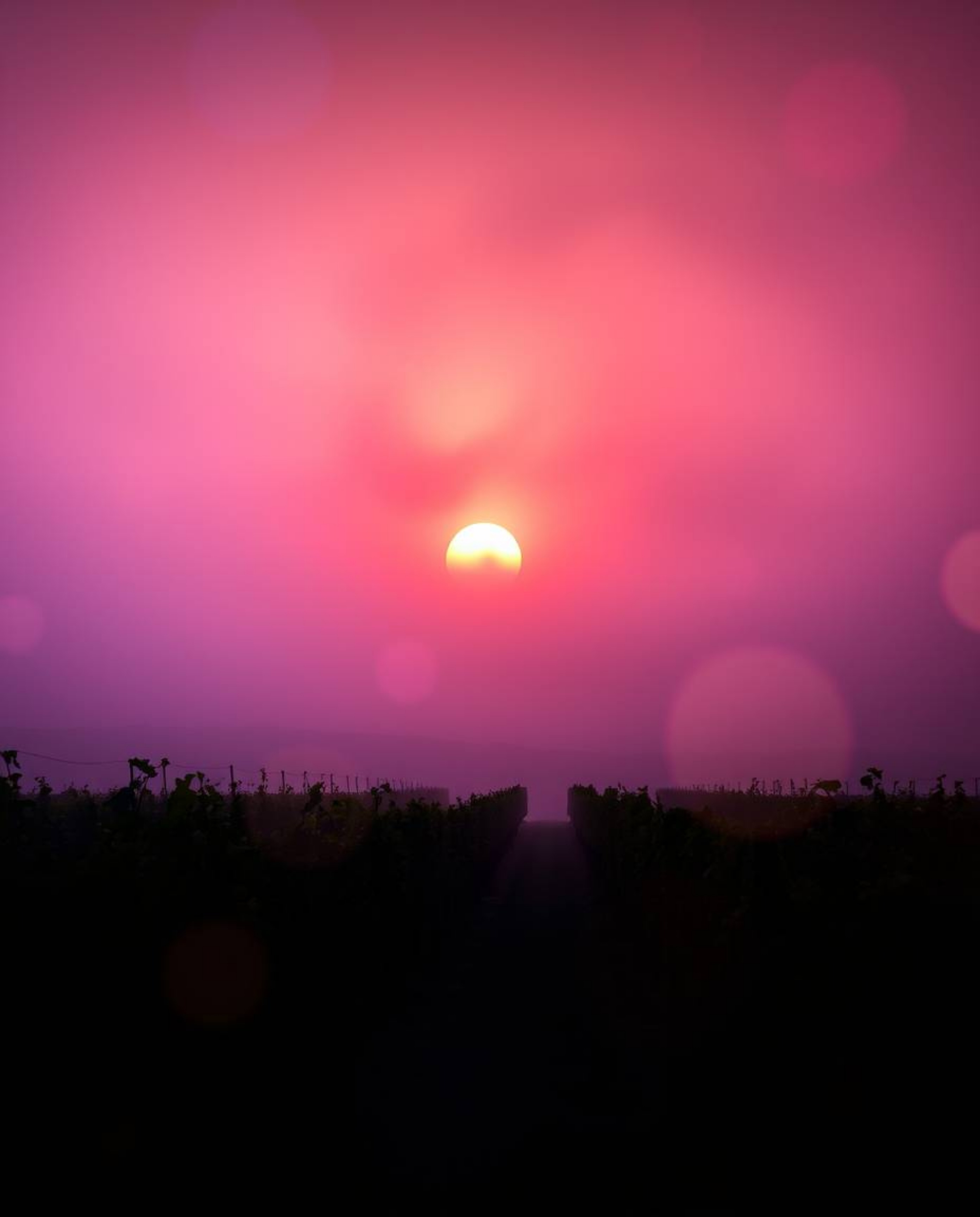 Creative light art captures a sunset over a vineyard, creating a hazy, soft, and dreamy atmosphere. The piece is defined by i