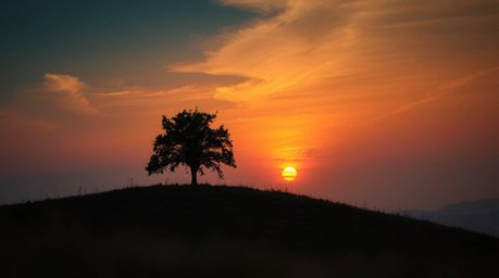 A captivating extreme macro close-up captures a lone tree silhouetted against a vibrant fiery sunset.  The image showcases in