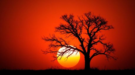 A captivating high-resolution stock photo showcasing a lone tree silhouetted against a vibrant, fiery sunset.  The image boas