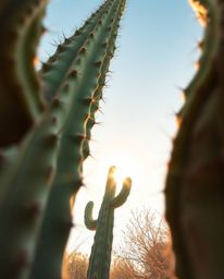 A delicate watercolor painting captures a desert cactus glowing in the setting sun. Viewed from a low angle perspective, the 