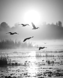 A classic black and white photograph of a golden hour wetlands scene with herons in flight. The image is defined by its gentl