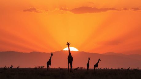 Experience the magic of an African sunset over the savanna with silhouetted giraffes in this dramatic low-angle image.  Volum