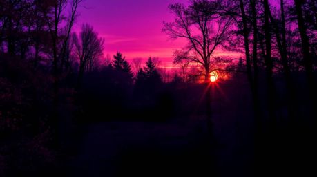 Experience an autumn forest bathed in the glow of a vibrant sunset, rendered in striking ultraviolet hues.  The scene is dram
