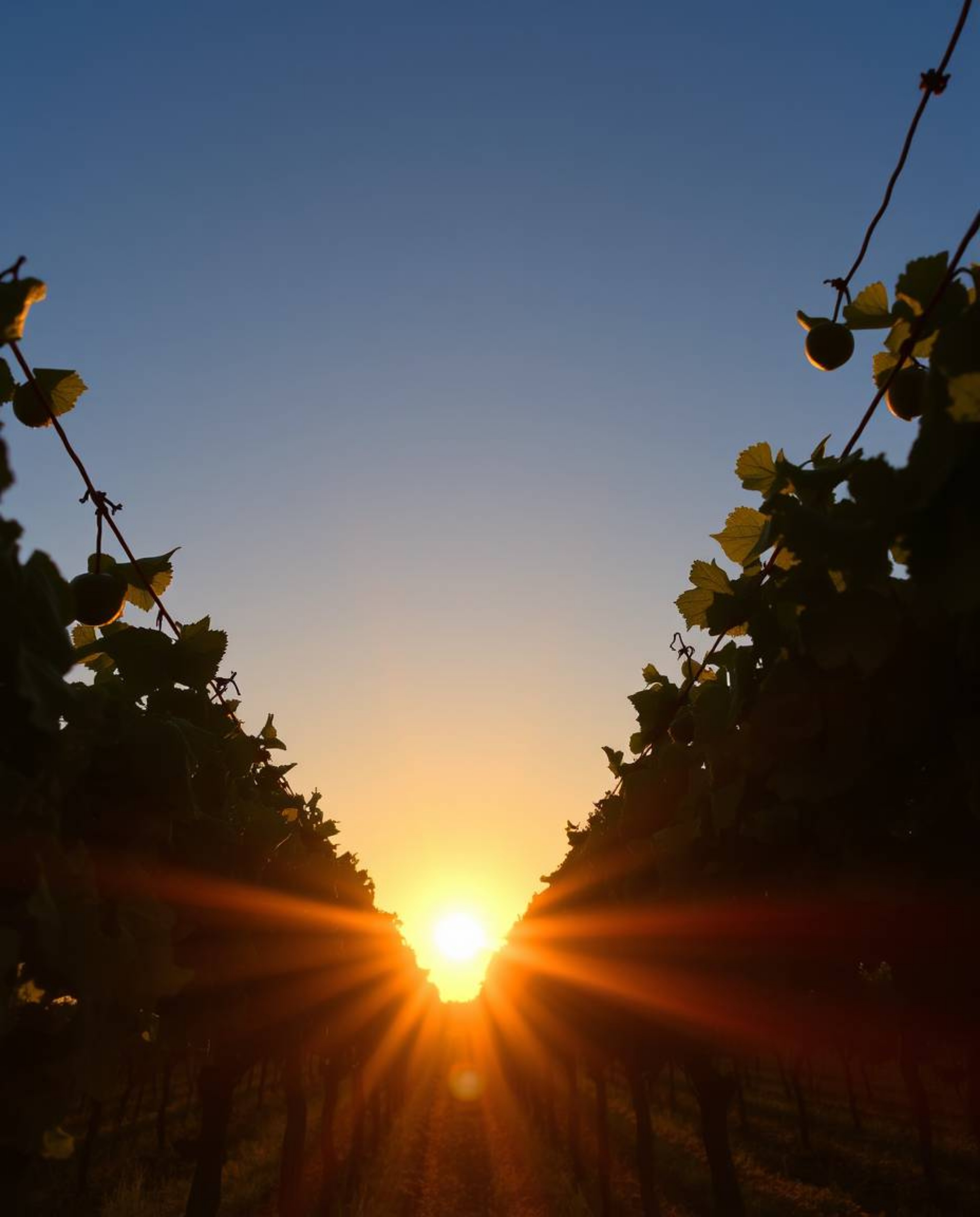 This image captures a dramatic low-angle perspective, looking upward at a beautiful sunset over a vineyard. The composition e