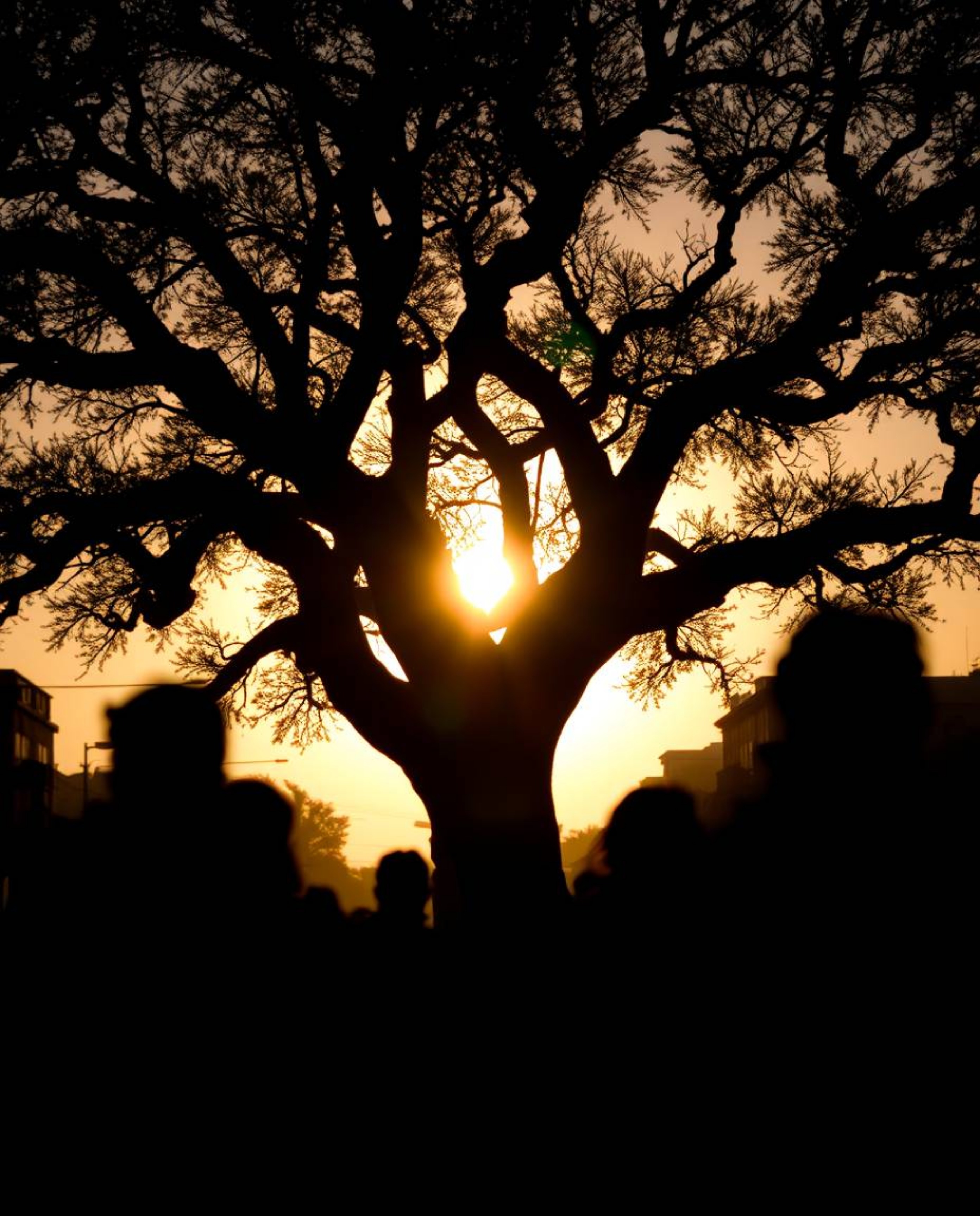 Candid street photography silhouettes figures against a back-lit sunset behind a twisted oak tree, highlighting spontaneous m