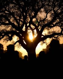 Candid street photography silhouettes figures against a back-lit sunset behind a twisted oak tree, highlighting spontaneous m