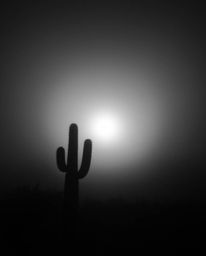 A desert cactus glows intensely in the last rays of the sun, enveloped by a thick, jet-black fog that creates deep shadows an