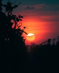 An eerie and creepy scene of a sunset over a vineyard, rendered in a unique color palette of warm terracotta and cool teal. T