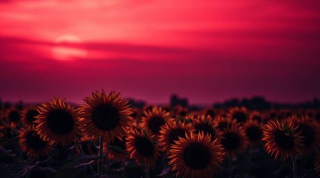 A captivating image of a sunflower field bathed in the dramatic light of a deep red and purple sunset.  Low-key lighting crea