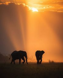 Volumetric lighting illuminates elephants walking across a sunset field, with visible light beams cutting through atmospheric