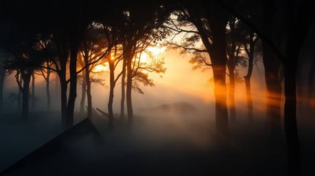 A captivating close-up showcases intricate origami-style mist rising from a forest bathed in the golden hour light.  The imag