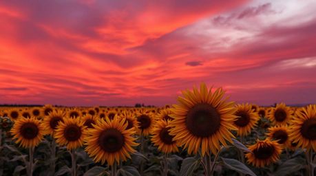 Experience the tranquility of a sunflower field beneath a deep red and purple sky, rendered in natural earth tones. Browns, b