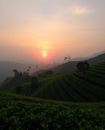 This is a high-resolution stock photo capturing a mystic and enchanting sunset over terraced tea plantations. The image is di