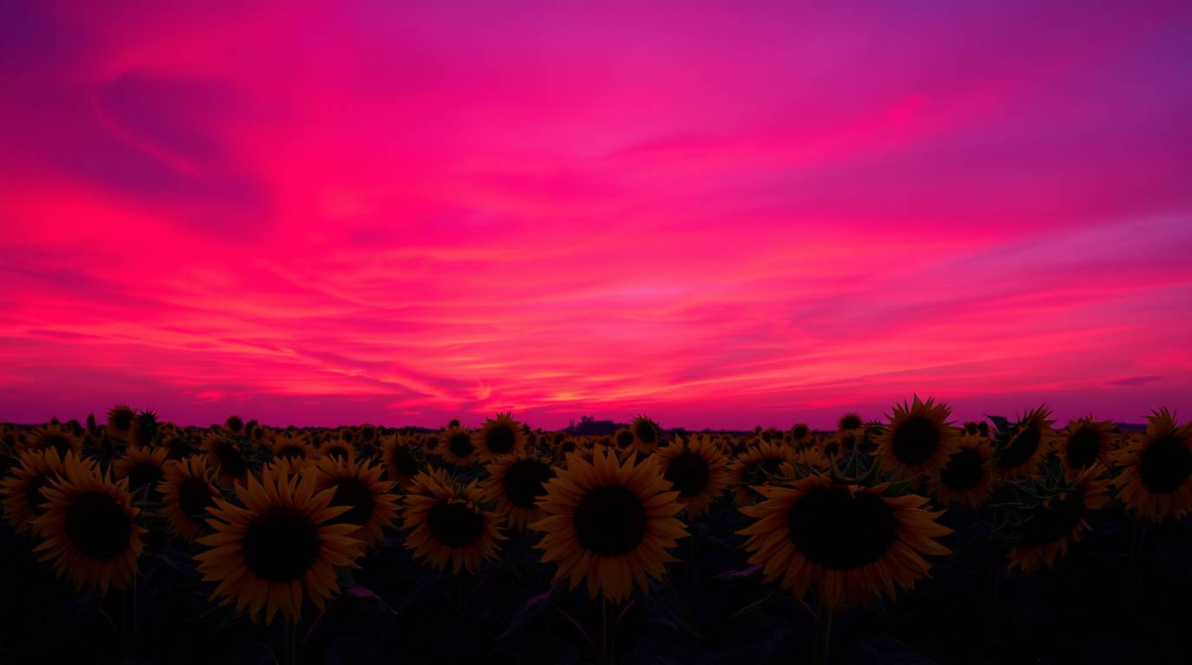 A stunning photograph captures a vast sunflower field bathed in the dramatic light of a deep red and purple sunset.  The stro