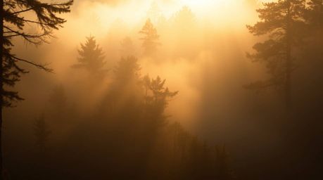 Capture the magic of golden hour with this stunning image of a misty forest.  High contrast and low key lighting create a dra