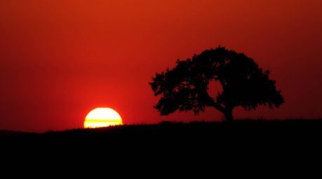 A warm, slightly dark, and soft professional photograph featuring a lone tree silhouetted against a fiery sunset on a hill.  