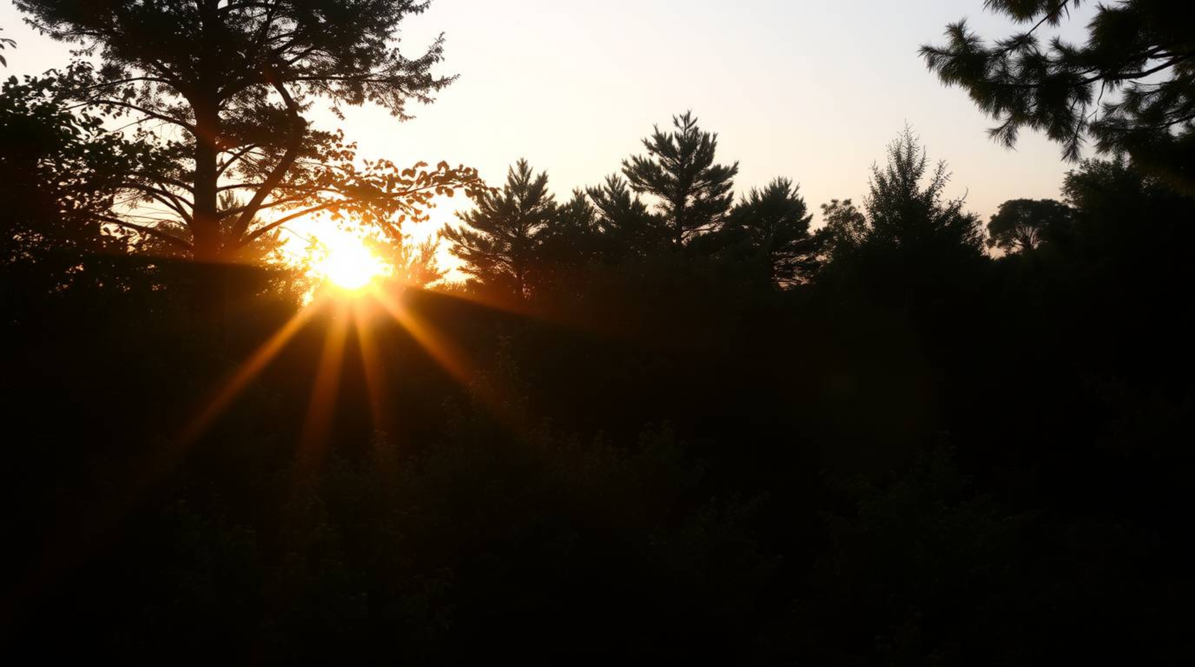This captivating photograph showcases the beauty of gentle, soft light as a sunset filters through a dense forest. The scene 