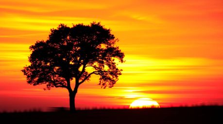 A captivating image of a lone tree silhouetted against a stunning fiery sunset.  The scene is dynamic and full of motion, fea