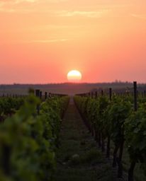 This is a high-resolution commercial stock photo offering an extreme macro close-up of a vineyard at sunset. The professional