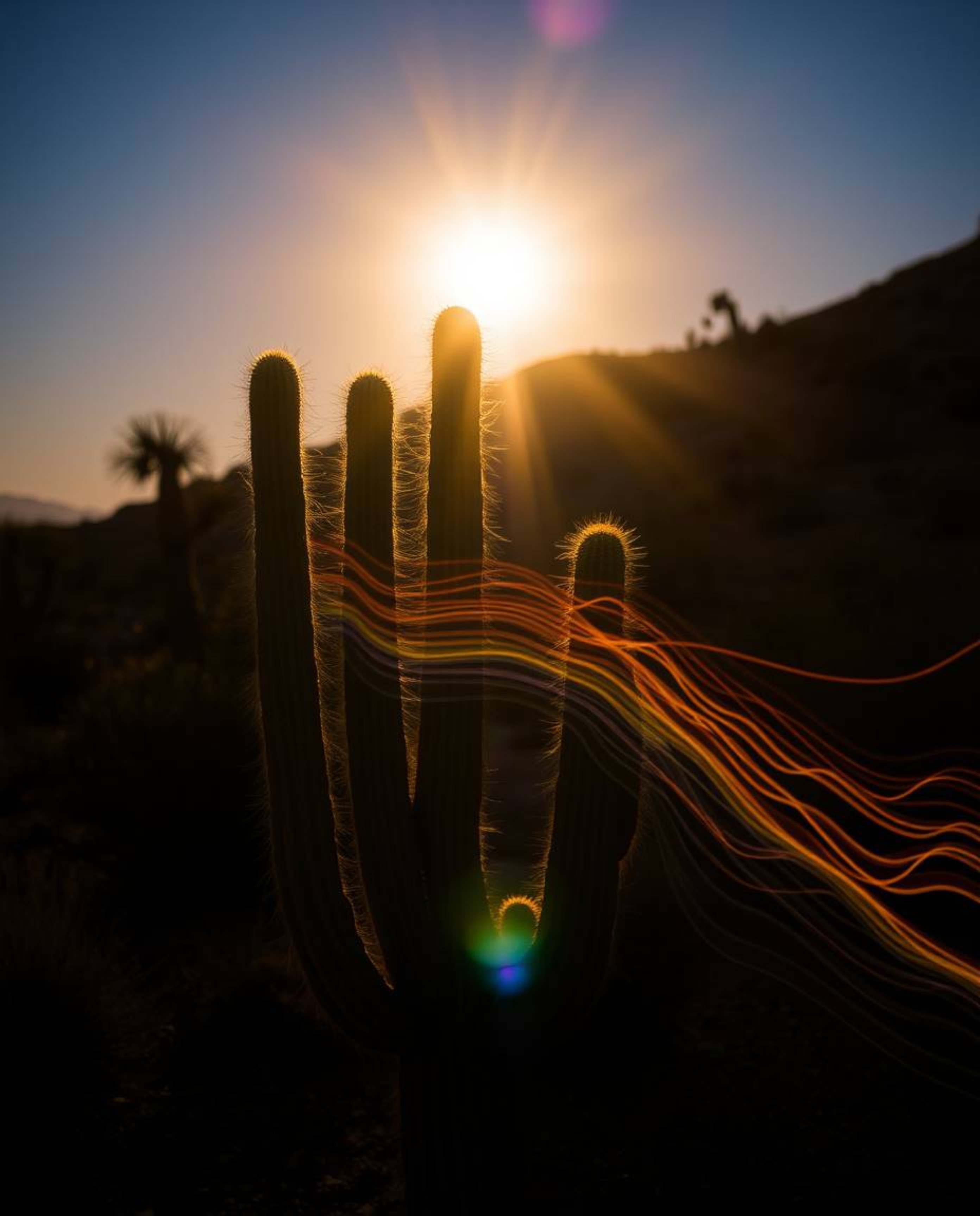 This long exposure photograph showcases a desert cactus glowing brilliantly in the final rays of the sun. Through the techniq