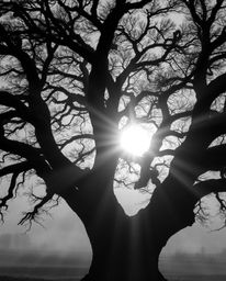 Volumetric lighting enhances a classic black and white sunset behind an old oak tree with twisted branches. Timeless and eleg