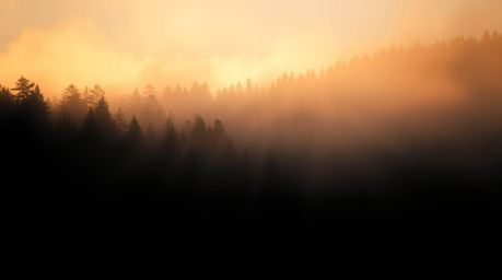 This high-contrast, low-key photograph captures the ethereal beauty of mist rising from a forest during the golden hour.  The