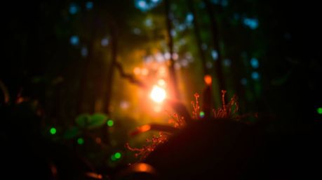Experience the mesmerizing beauty of bioluminescent colors glowing with natural light in a dense forest. This stunning macro 