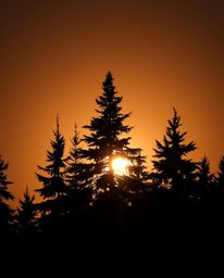 A silhouetted, back-lit, high-resolution stock photo captures sunset light sparkling on snowy pine trees. This commercial, pr