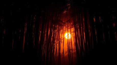 Experience a dreamlike journey into a surreal bamboo forest bathed in the warm glow of a setting sun. This intense, jet-black