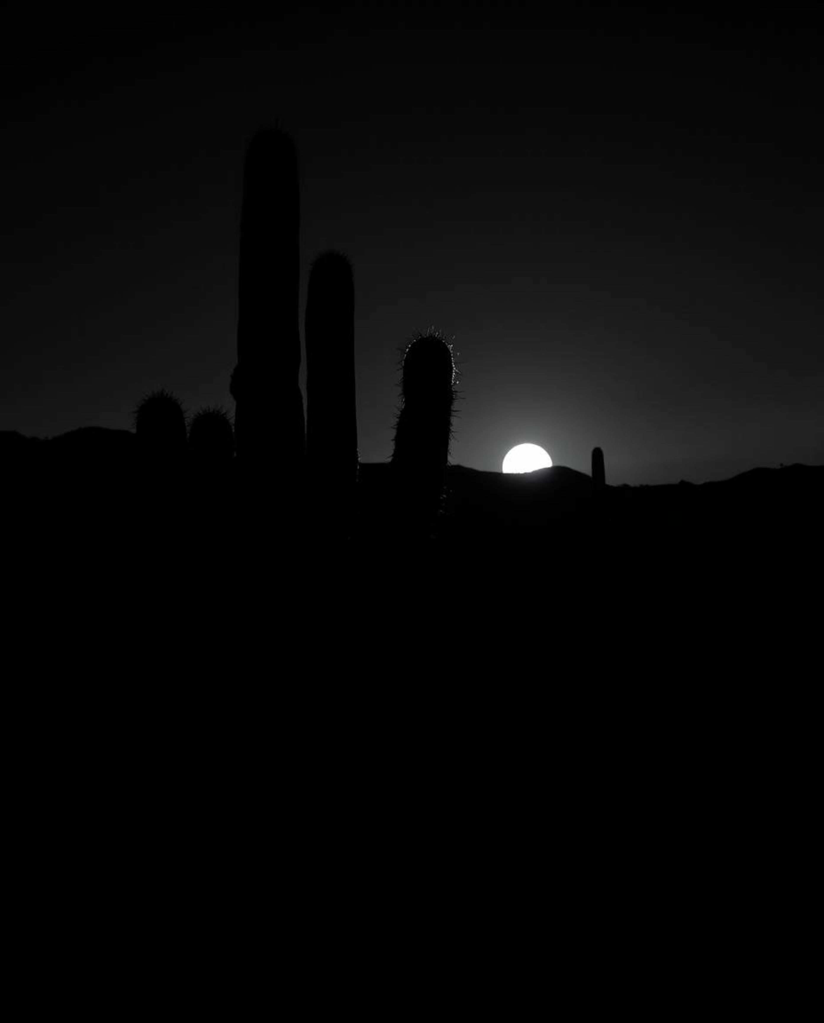 A classic black and white image of a desert cactus glowing in the last rays of the sun. This photograph is designed to evoke 