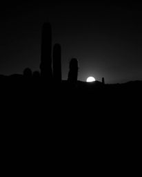 A classic black and white image of a desert cactus glowing in the last rays of the sun. This photograph is designed to evoke 