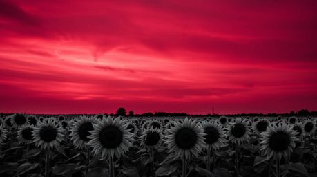 A classic black and white photograph capturing the timeless beauty of a sunflower field stretching towards a deep red and pur