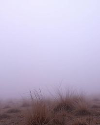 A captivating photograph showcases a thick fog enveloping a landscape, creating a serene atmosphere.  Soft gradient textures 