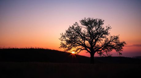 A captivating image of a lone tree silhouetted against a vibrant, fiery sunset.  Soft pastel colors dominate the scene, creat