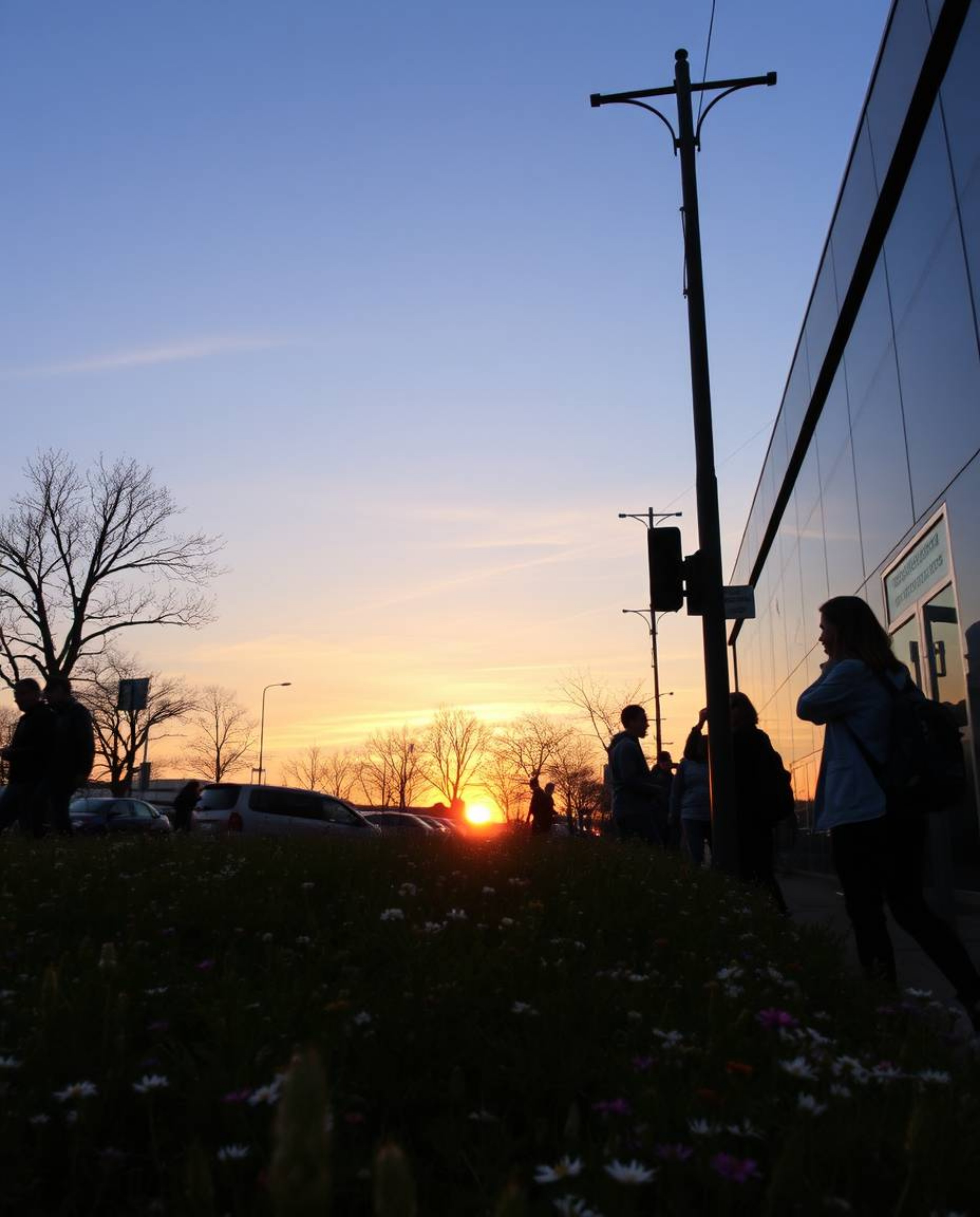 This candid street photograph captures the unique juxtaposition of a spring wildflower meadow at sunset within an urban scene
