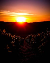 A high-contrast, low-key lighting image depicts a vibrant sunset over a vineyard. The scene is characterized by bright colors