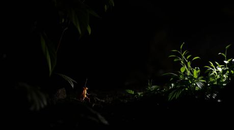 Embark on a captivating adventure as a bug-sized hero navigating a dark and mysterious backyard jungle. The scene is dominate